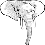 Elephant Head