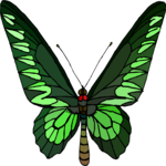 Butterfly 068