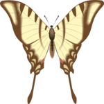 Butterfly 078
