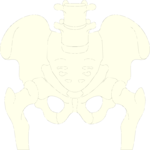 Bones - Pelvis