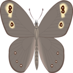 Moth 28