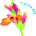 Canna Red