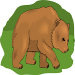 Bear 21