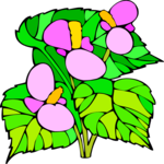 Begonia 1 Clip Art