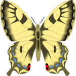 Butterfly 091