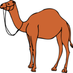 Camel 11