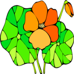 Nasturtium 2