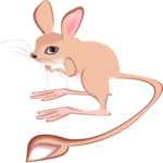 Jerboa 5