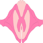 Spinal Cord Cross Section 2