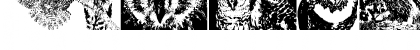 AParliamentofOwls2 Regular Font AParliamentofOwls2 Regular Font