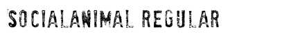 SociaLAnimaL Regular preview